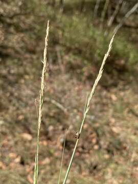 Image of rough dropseed