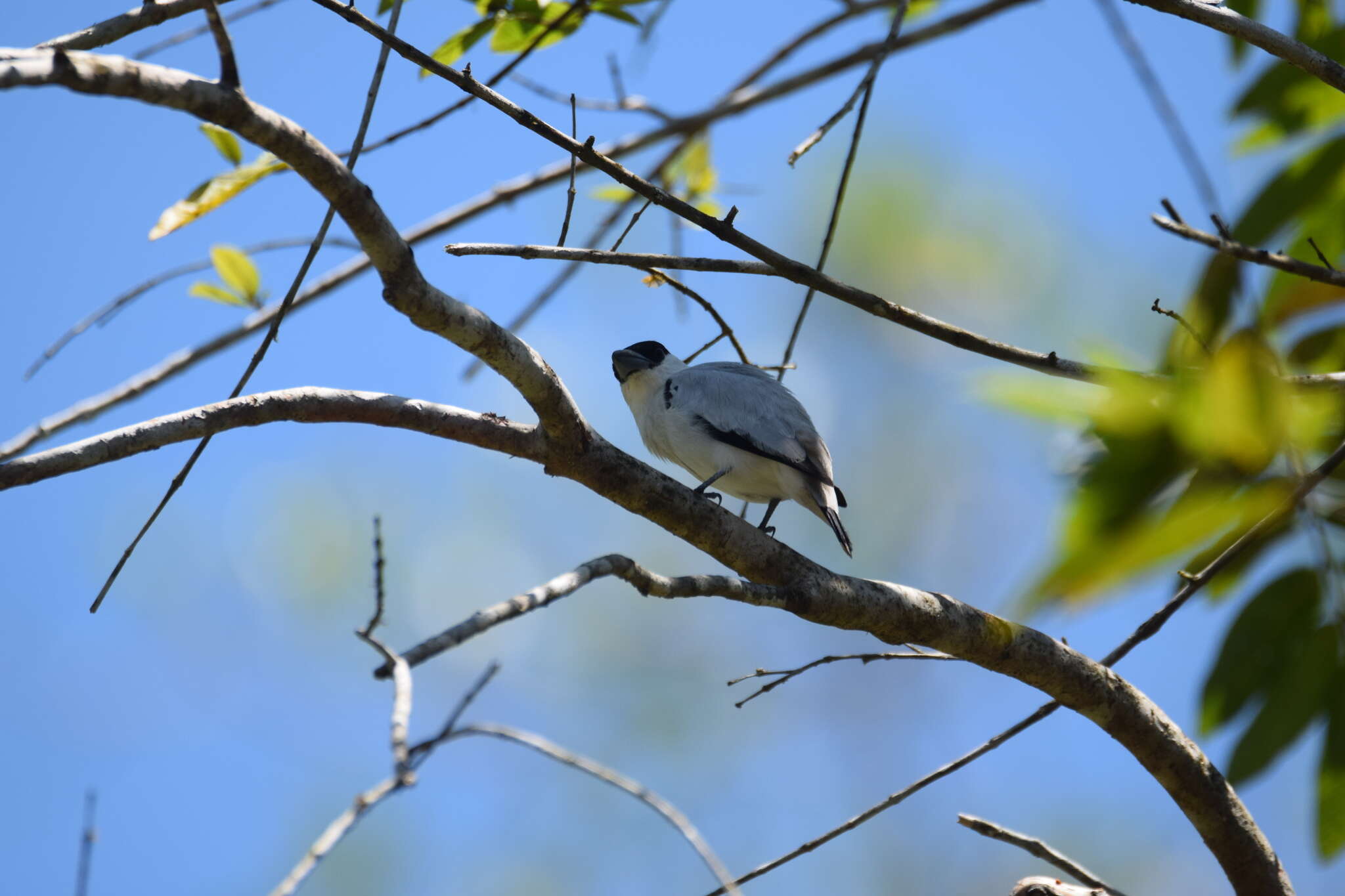 Image of Black-crowned Tityra