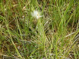 Eriophorum gracile W. D. J. Koch resmi