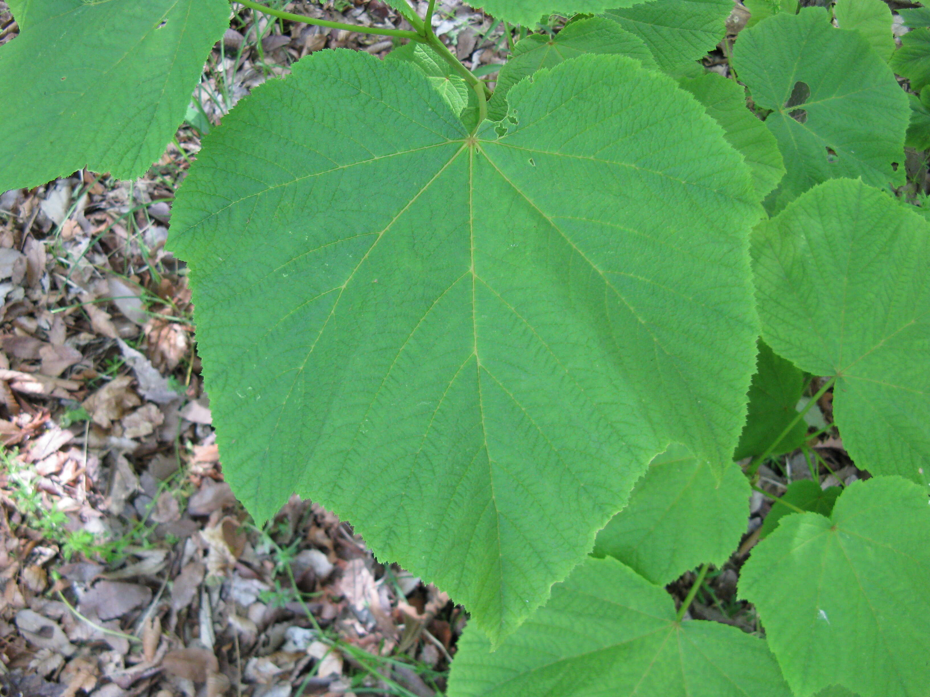 Image of Nippon maple