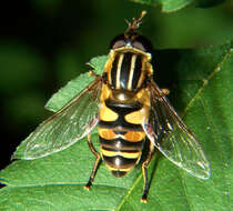 Image of Helophilus fasciatus Walker 1849