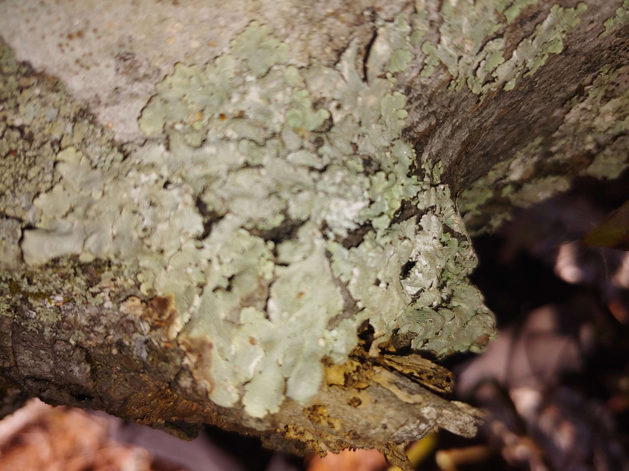 Image of Carolina canoparmelia lichen