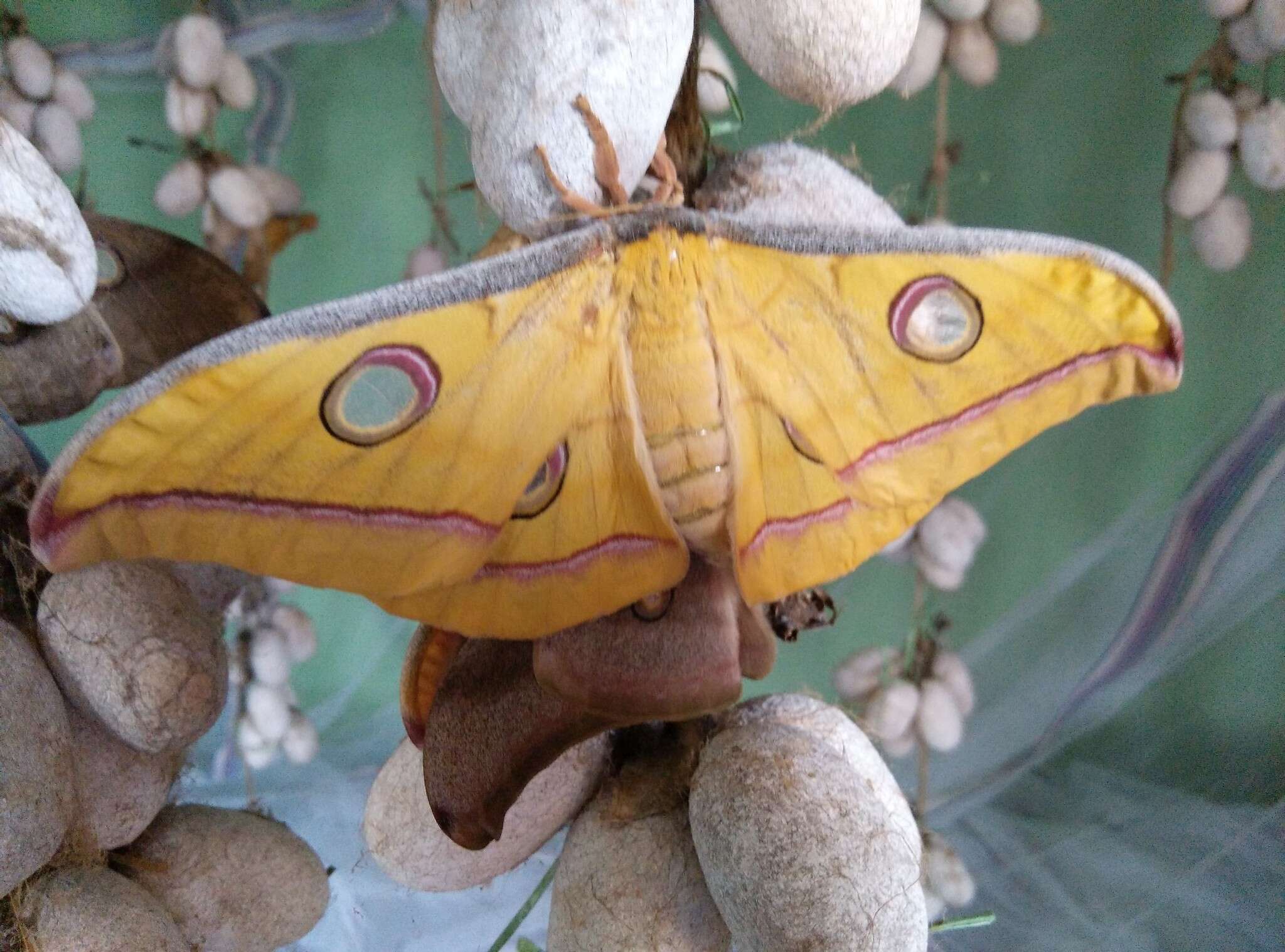 Image of Tasar Silk Moth