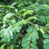 Image de Phyllanthus novae-hollandiae Müll. Arg.