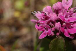 Image of Short-Spur Seablush