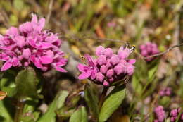 Image of Short-Spur Seablush