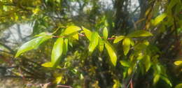 Image of Salix taraikensis Kimura