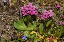 Image of Short-Spur Seablush