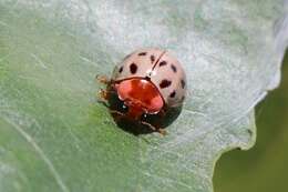 Image of Neoharmonia venusta ampla (Mulsant 1850)