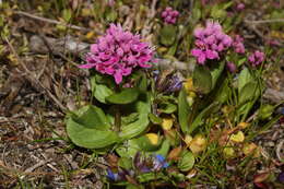 Image of Short-Spur Seablush