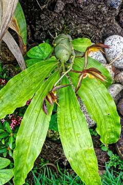 Image de Catasetum saccatum Lindl.