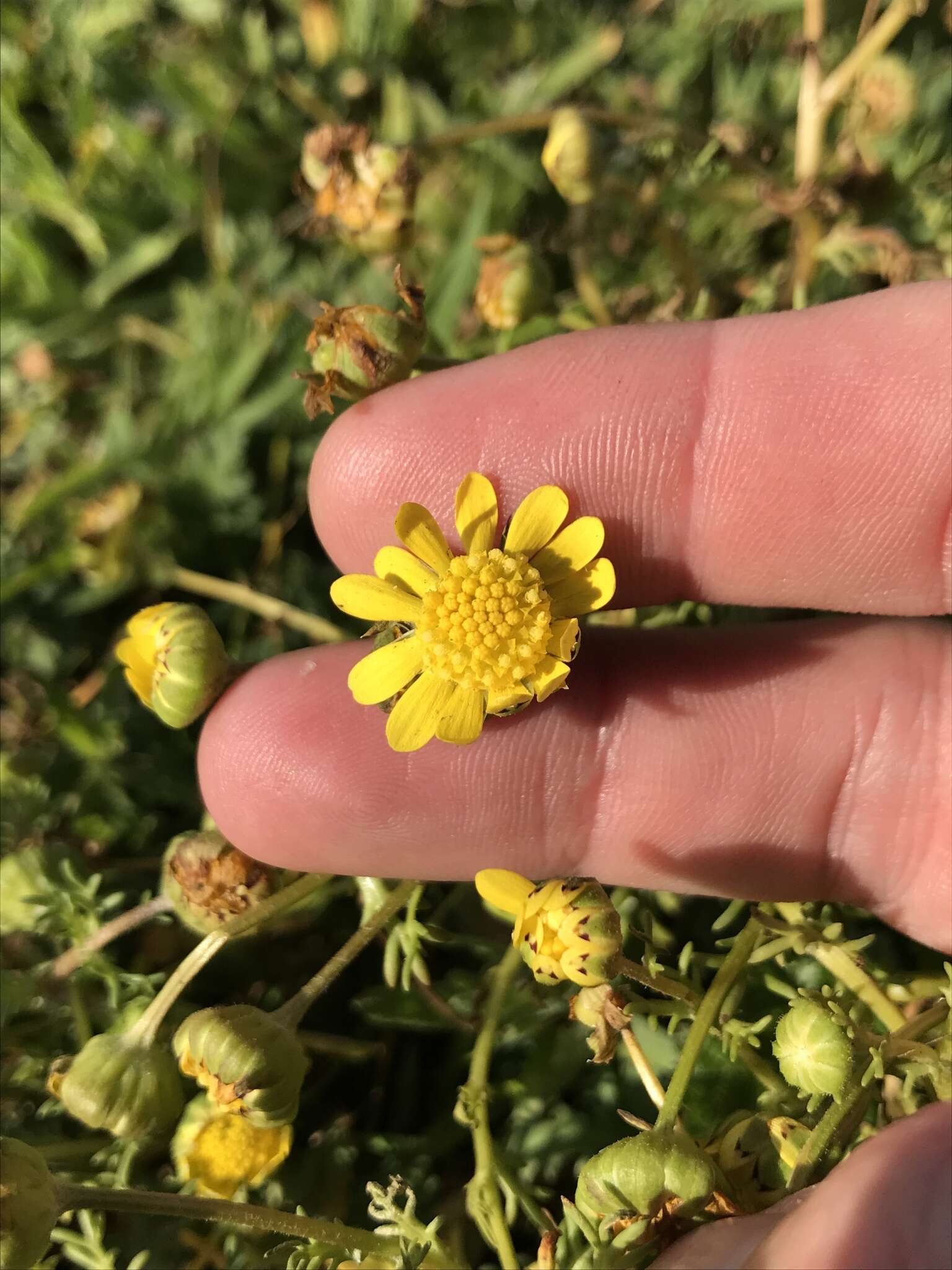 Image of common stickyseed