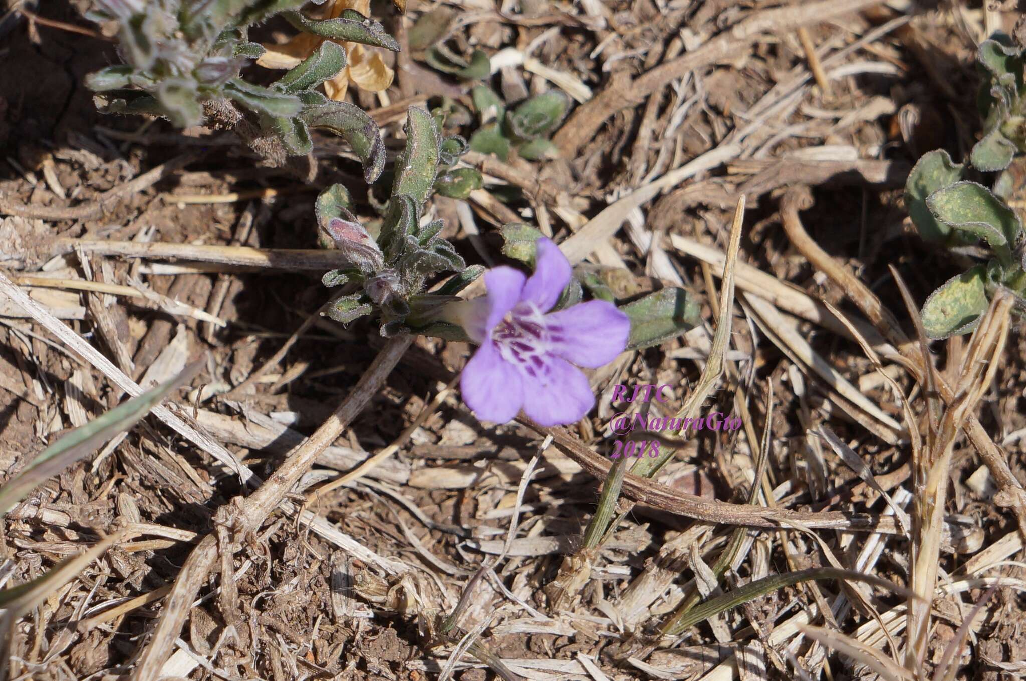 صورة Dyschoriste linearis var. schiedeana (Nees) B. L. Turner