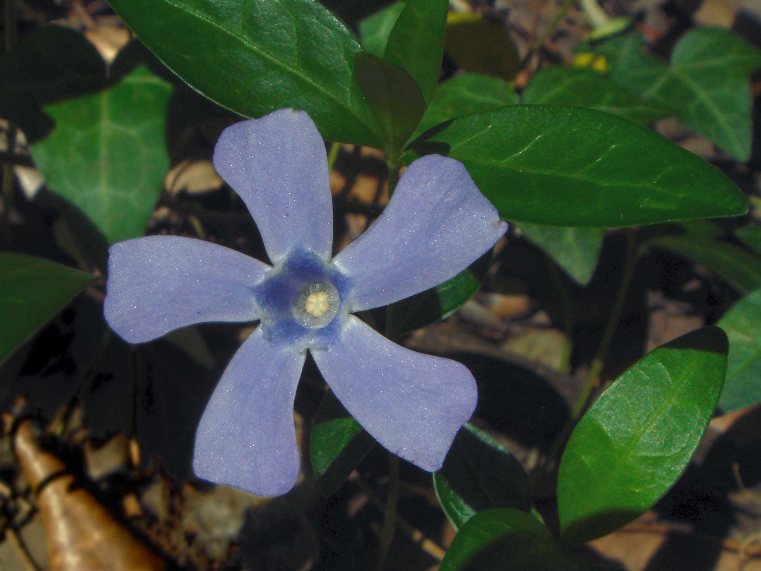 Image of Common Periwinkle