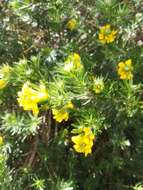 Imagem de Genista linifolia L.