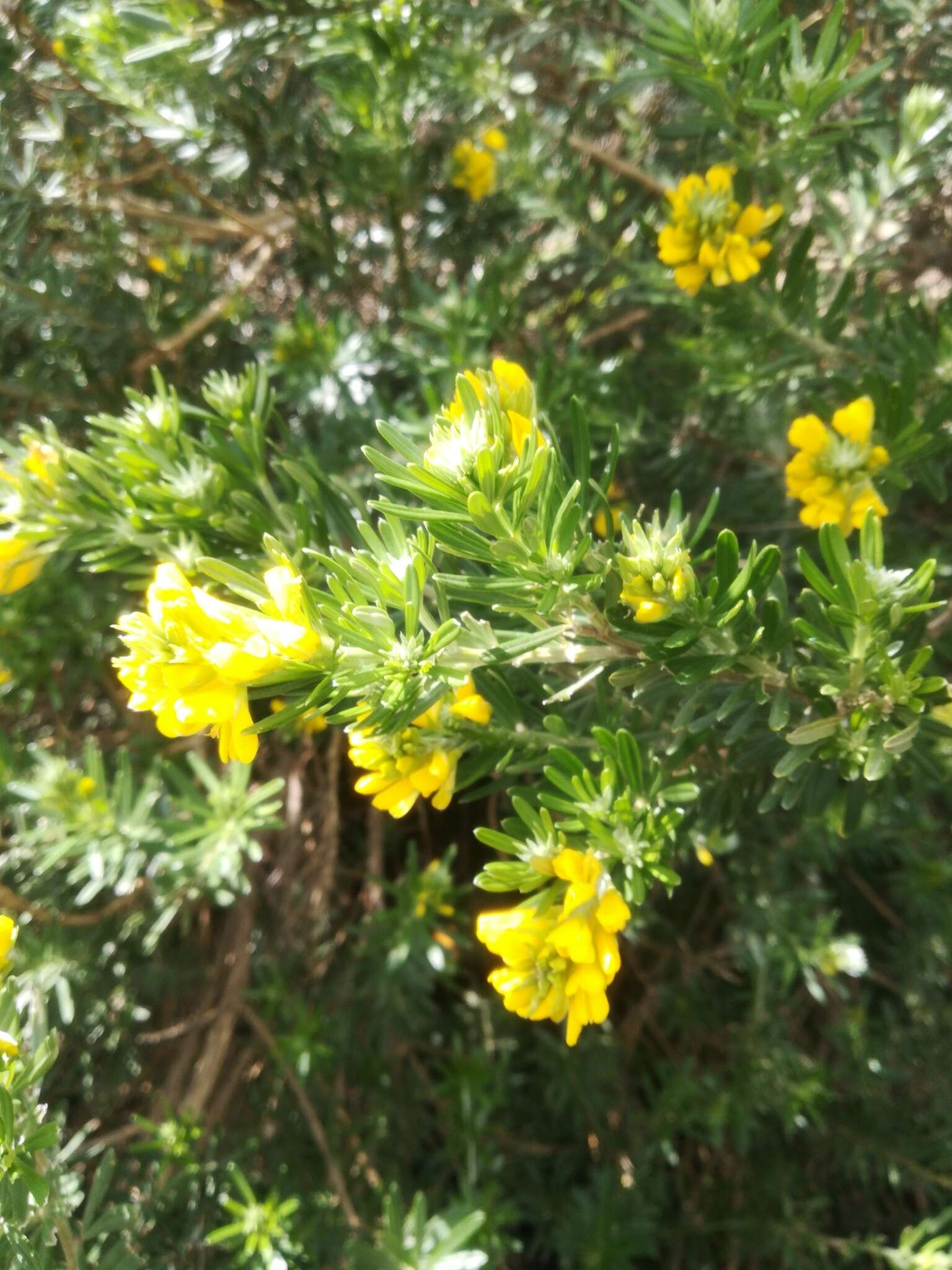 Imagem de Genista linifolia L.