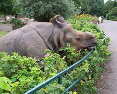 Image of Indian Rhinoceros