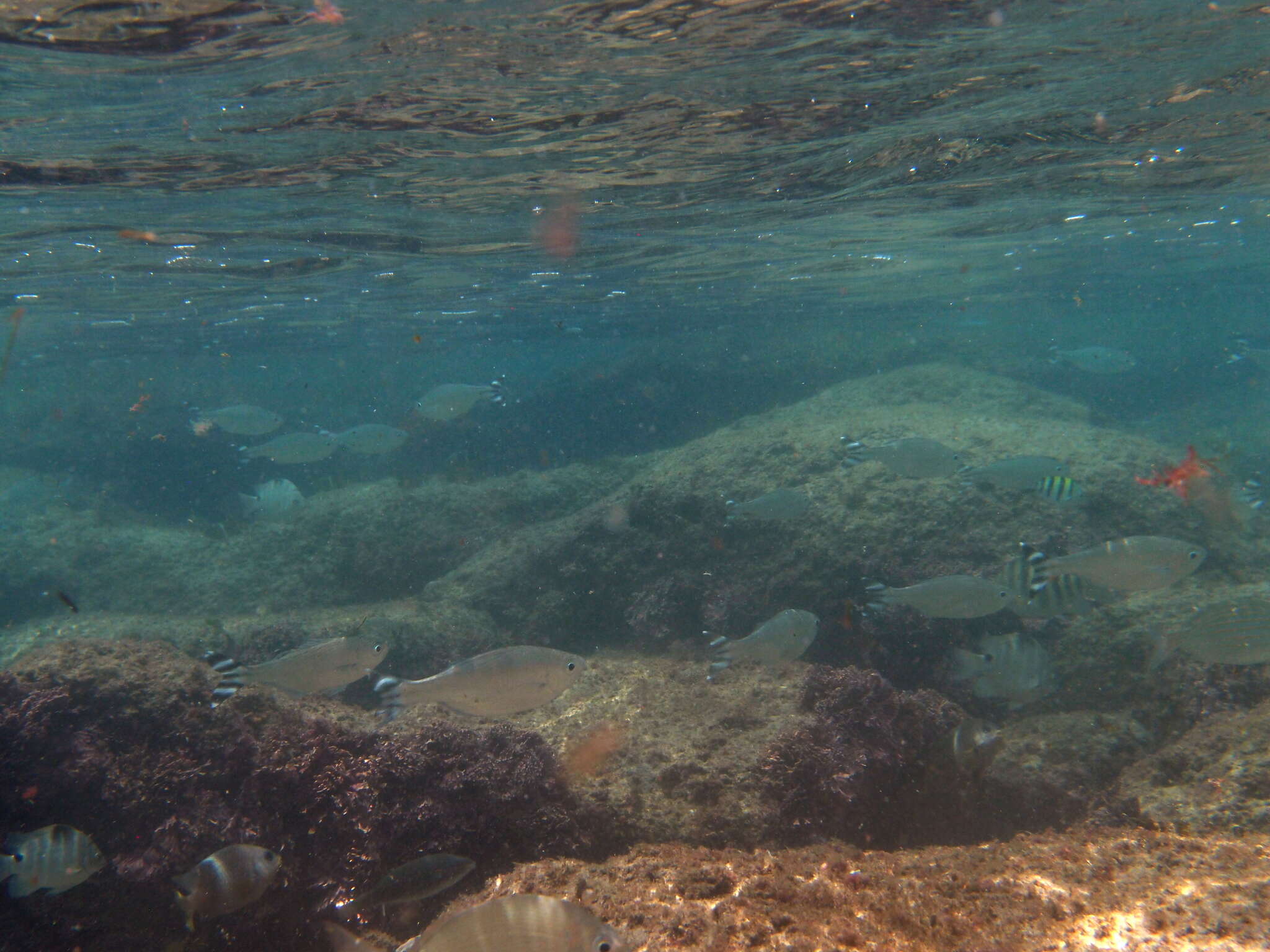 Image of Barred flagtail