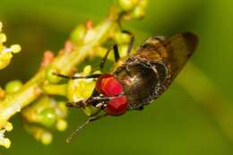 Stomorhina discolor (Fabricius 1794) resmi