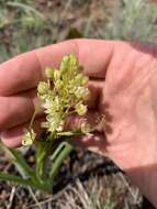 Image of Small-Flower Poison Camas