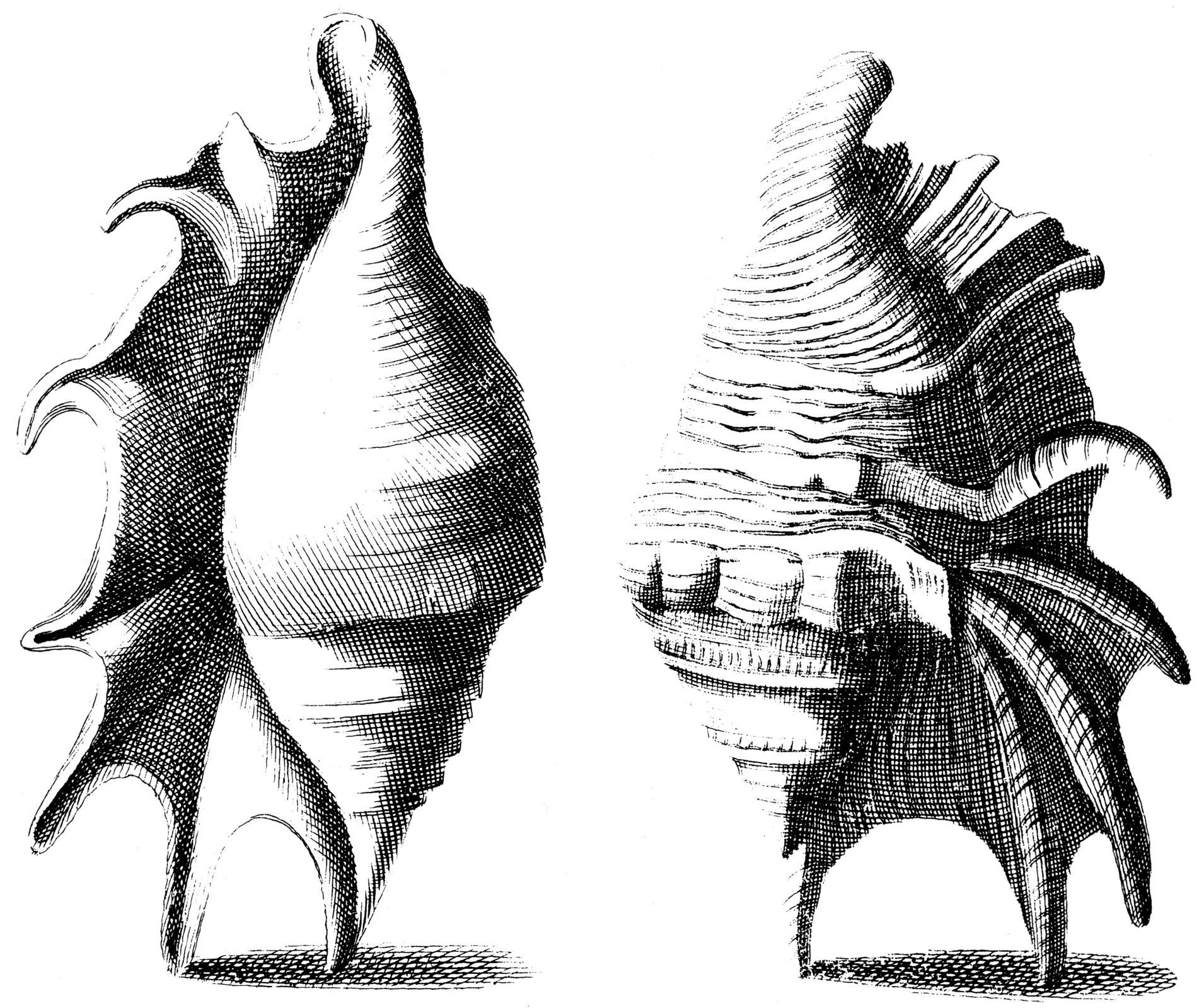 Image of Common Spider Conch