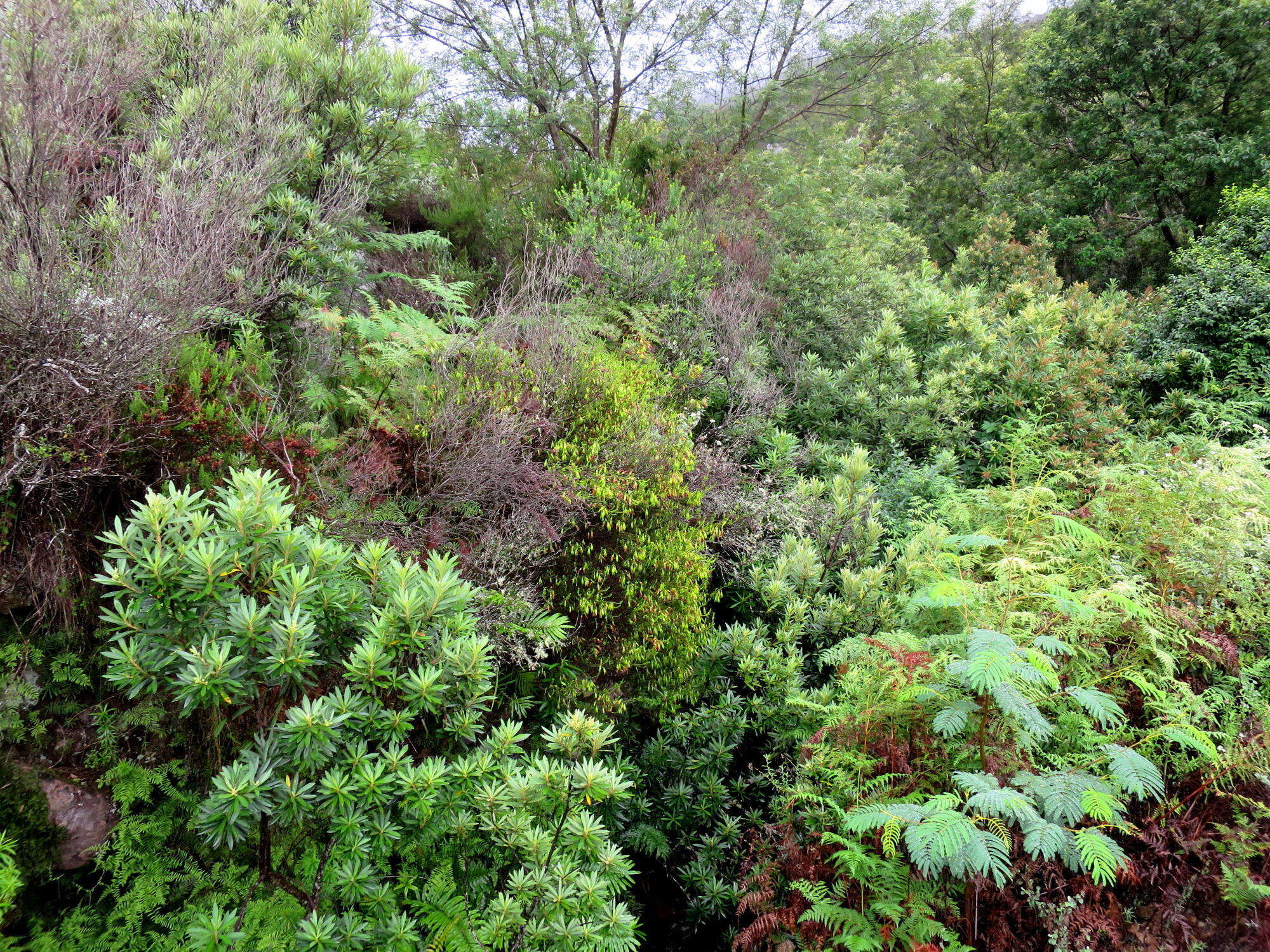 Plancia ëd Erica viridiflora subsp. viridiflora