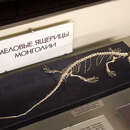 Image of Necrosauridae