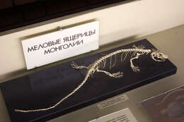 Image of Necrosauridae