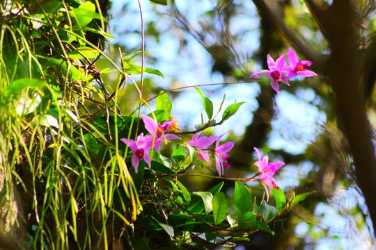 Image de Laelia anceps Lindl.