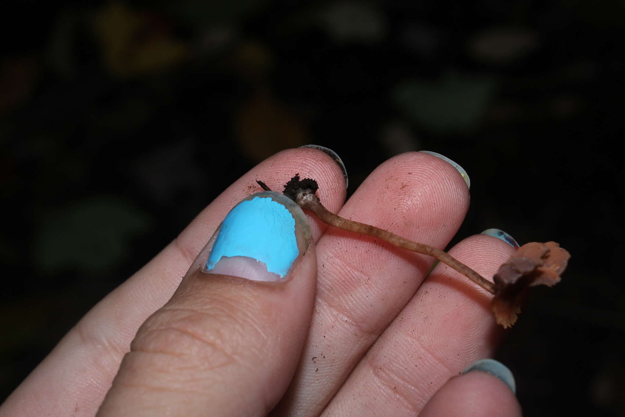 Image of Laccaria striatula (Peck) Peck 1912