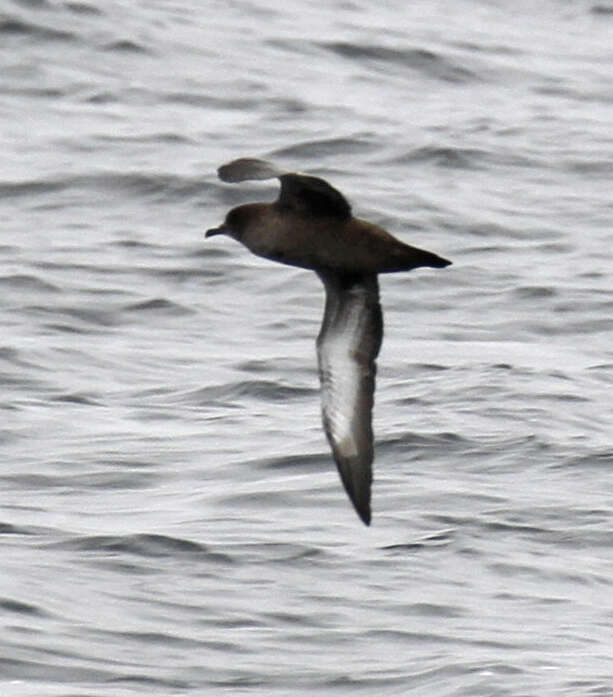 Image of Sooty Shearwater