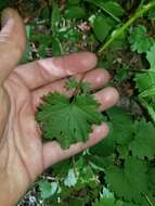 Image of Harford's ragwort