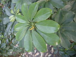 Image of Dwarf Umbrella Tree