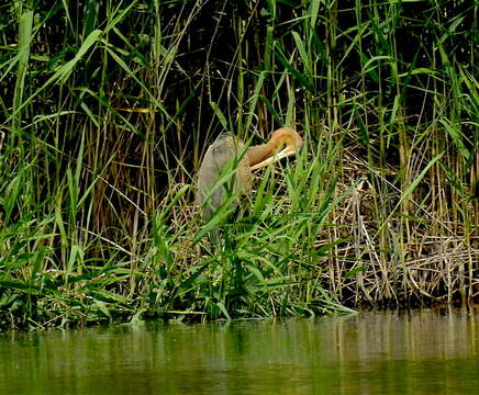 Image of Purple Heron