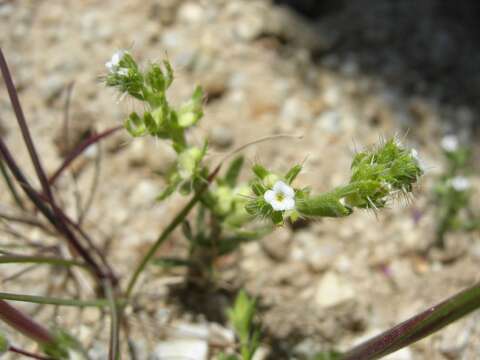 Image of moth combseed