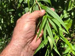 Myoporum betcheanum L. S. Smith resmi