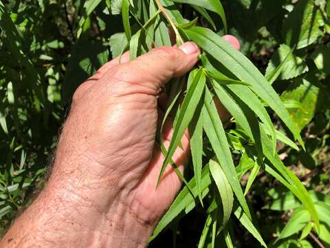 Image de Myoporum betcheanum L. S. Smith