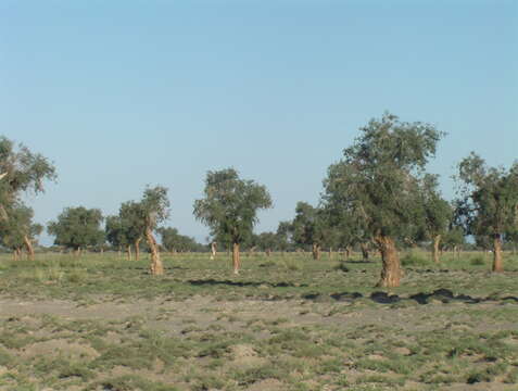 Image of Euphrates Poplar