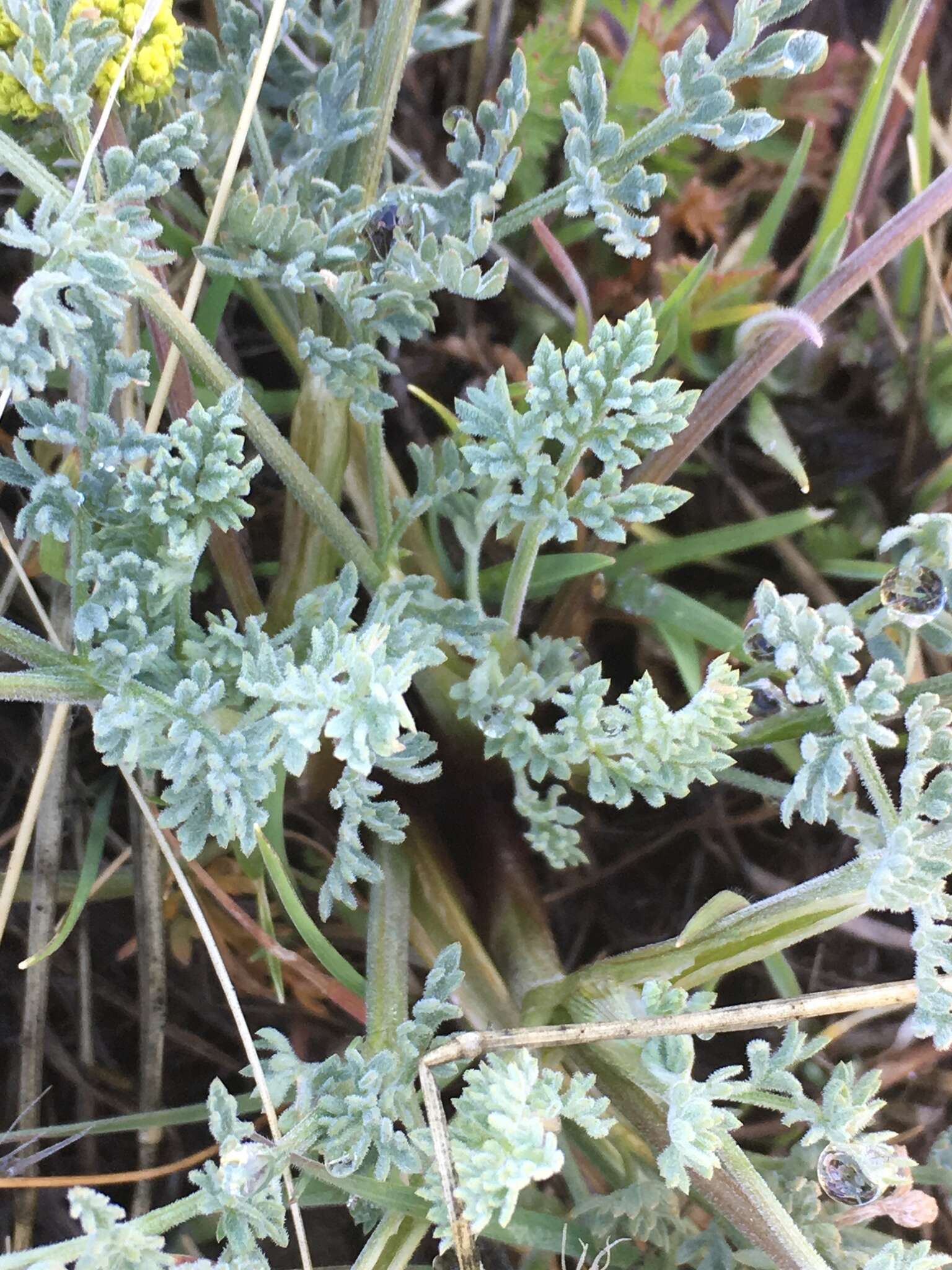 Слика од Lomatium austiniae (Coult. & Rose) Coult. & Rose