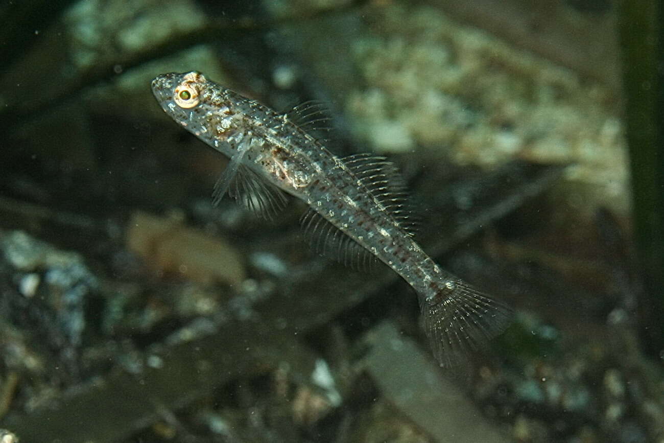 Image of Red-mouthed Goby