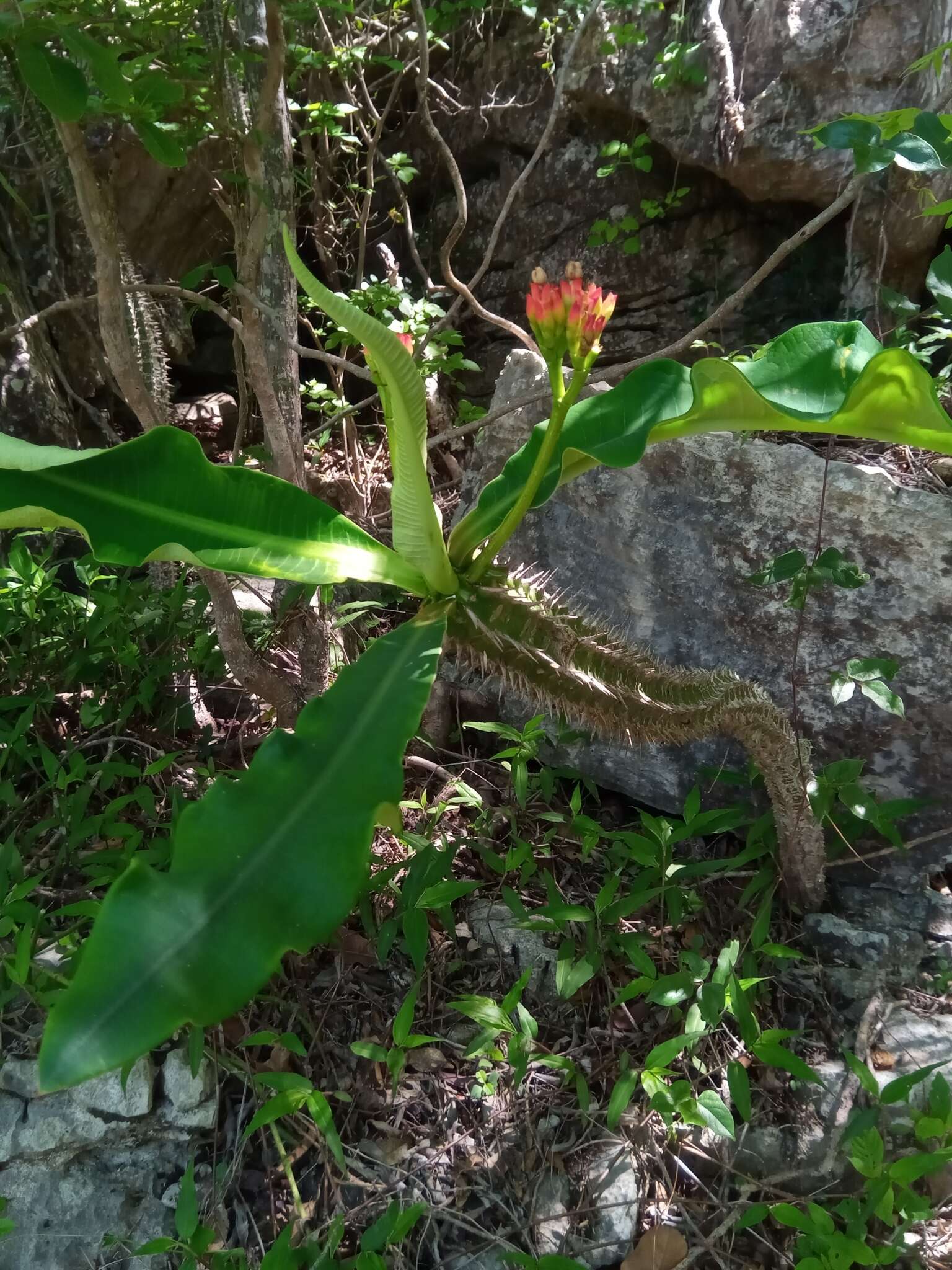 Euphorbia viguieri Denis resmi