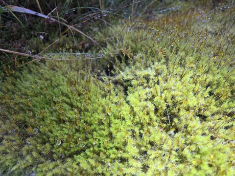 Image of racomitrium moss