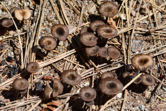 Image of Arrhenia rainierensis (H. E. Bigelow) Redhead, Lutzoni, Moncalvo & Vilgalys 2002