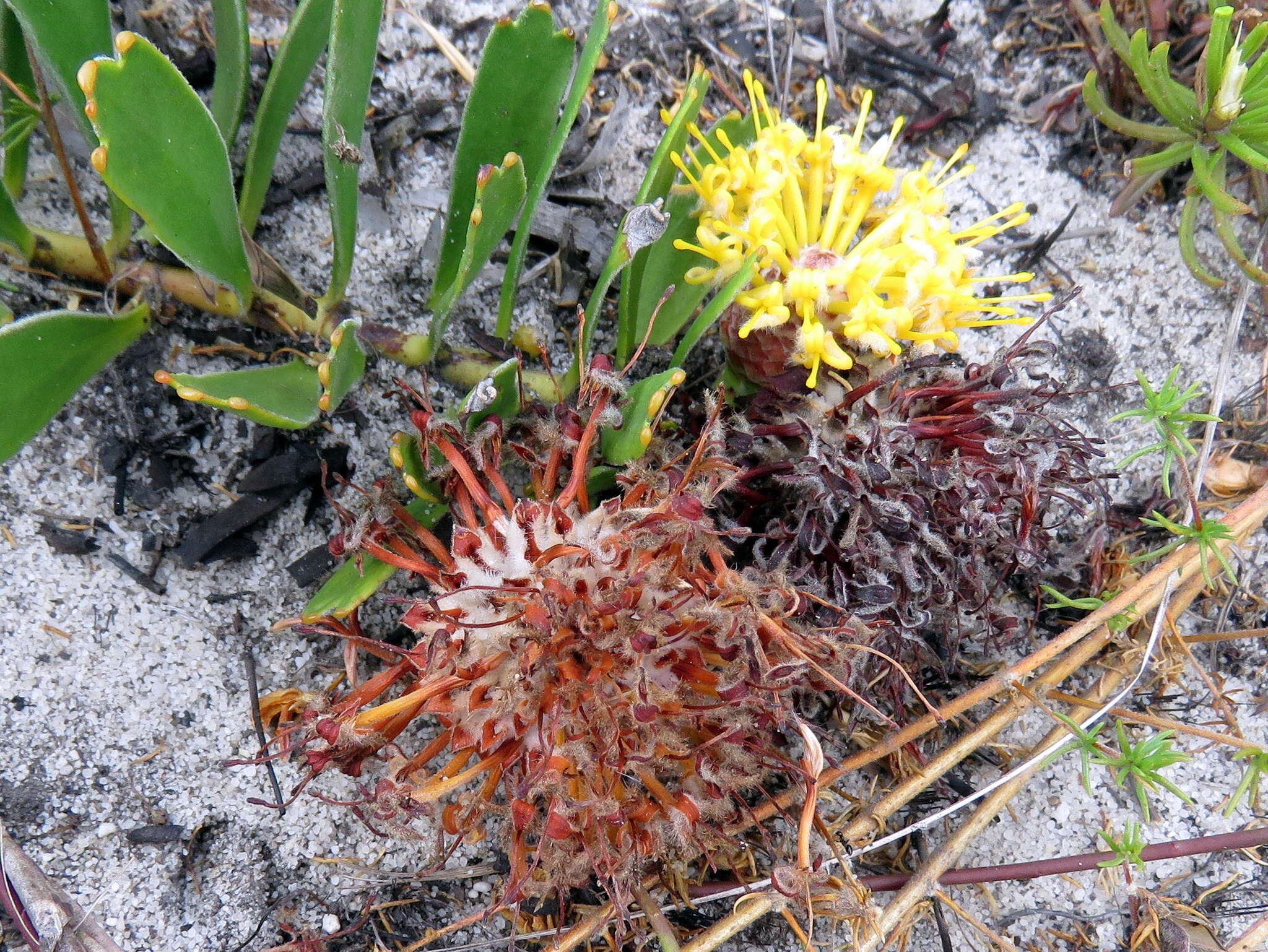 Image de Leucospermum hypophyllocarpodendron subsp. hypophyllocarpodendron