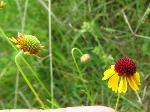 Image of sneezeweed