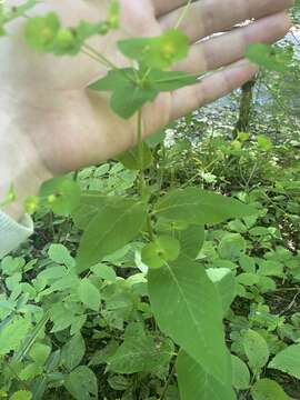 Image of Euphorbia squamosa Willd.