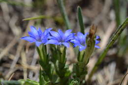 Image of Gentiana karelinii Griseb.