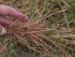 Image of Christmas grass