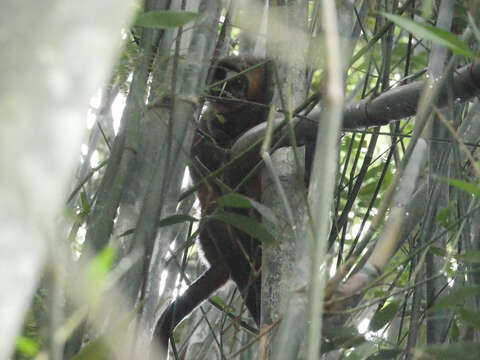 Image of Black-headed Night Monkey