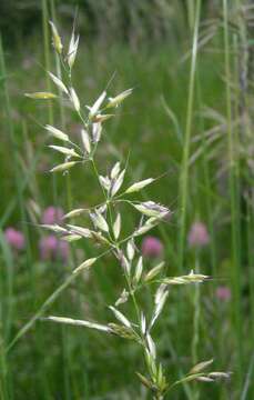 Image of Button Grass